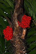 Prickly palm (Bactris plumeriana) fruits, Hispaniola.