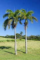 Puerto Rico royal palm (Roystonea borinquena), two palm trees under blue skies, Hispaniola. October 2014.