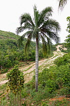 Palmiste marron (Pseudophoenix lediniana) palm tree in tropical forest, Hispaniola. August 2014.