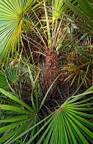 Zombie palm (Zombia antillarum), Hispaniola.