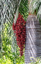 Cherry palm (Pseudophoenix vinifera), Hispaniola.