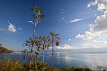 Palm trees (Coccothrinax jimenezii) on coast, Hispaniola.