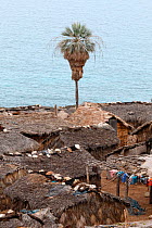 Ekman&#39;s silver palm (Copernicia ekmanii) in coastal settlement, Hispaniola. August 2014.