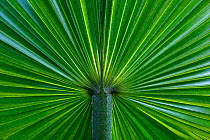Yarey palm / Hispaniola fan palm (Copernicia berteroana) leaf, Hispaniola.