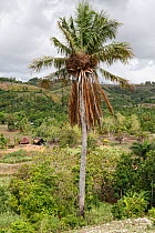 Carossier oil palm (Attalea crassispatha), species on the brink of extinction, Hispaniola. August 2014.