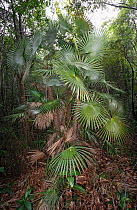 Zombie palm (Zombia antillarum) in tropical forest, Hispaniola.