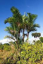 Spiny palm (Bactris plumeriana), Hispaniola.
