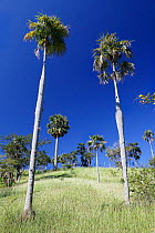 Guano palm (Coccothrinax fragrans) trees, Hispaniola.