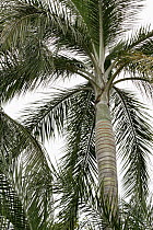 Palmiste marron (Pseudophoenix lediniana), Hispaniola.