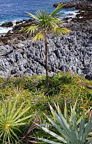 Hispaniola silver palm (Coccothrinax gracilis) on coast, Hispaniola.