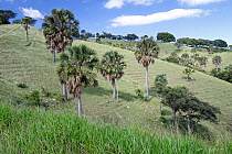 Puerto Rico palmetto (Sabal causiarum) trees on hillside, Hispaniola.