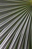 Hispaniola silver thatch palm (Coccothrinax argentea) leaf, Hispaniola.