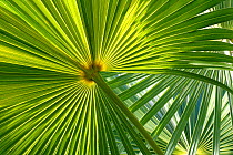 Florida thatch palm (Thrinax radiata) leaf, Hispaniola.