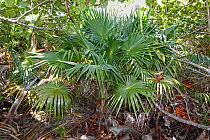 Thatch palm (Leucothrinax morrisii), Hispaniola.