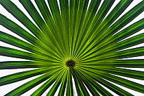 Hispaniola silver thatch palm (Coccothrinax argentea) leaf, Hispaniola.