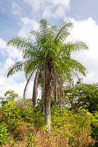 Grugru palm (Acrocomia aculeata) tree, Hispaniola.