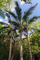 Buccaneer palm (Pseudophoenix sargentii) trees in tropical forest, Hispaniola.