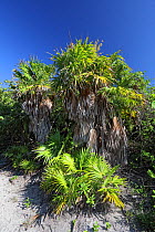 Green thatch palm (Thrinax radiata), Hispaniola.