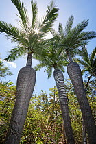 Dominican cherry palm (Pseudophoenix ekmanii) trees in tropical forest, Hispaniola.