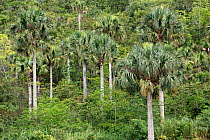 Hispaniola palmetto (Sabal domingensis) trees, Hispaniola. August 2014.