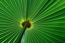 Zombie palm (Zombia antillarum) leaf. Hispaniola.