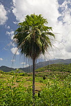 Yarey palm (Copernicia berteroana) with forested hills in background, Hispaniola. September 2011.