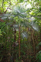 Silver thatch palm (Coccothrinax barbadensis) growing in tropical forest, Hispaniola.