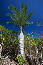 Dominican cherry palm (Pseudophoenix ekmanii) in tropical forest, Hispaniola.