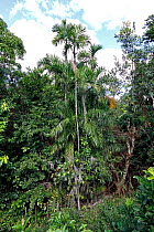 Coco macaque (Bactris plumeriana) in tropical forest, Hispaniola.
