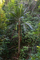 Palm tree (Reinhardtia paiewonskiana) growing in tropical forest, Hispaniola.