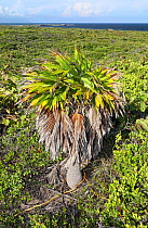 Green thatch palm (Thrinax radiata) standing above surrounding vegetation with Caribbean Sea in background, Hispaniola. September 2014.