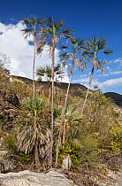 Critically endangered palm (Coccothrinax jimenezii), Hispaniola. November 2014.