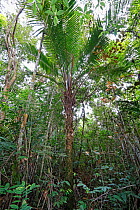 Manaca (Calyptronoma plumeriana) growing in tropical forest, Hispaniola.