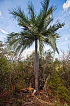 Cherry palm (Pseudophoenix vinifera), Hispaniola.