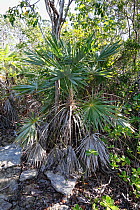 Brittle thatch palm (Leucothrinax morrisii), Hispaniola.