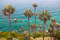 Barreras silver palm (Coccothrinax boschiana) on coast. Hispaniola. August 2011.