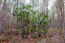 Highland silver palm (Coccothrinax scoparia) trees in Pine (Pinus) forest, Hispaniola. April 2015.
