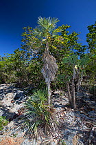 Silver thatch palm (Coccothrinax ekmanii), Hispaniola.
