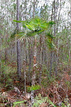 Highland silver palm (Coccothrinax scoparia) growing within pine forest, Hispaniola.