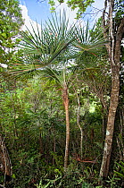 Palm (Coccothrinax montana) trees in tropical forest, Hispaniola.