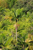 Sierran palm (Prestoea acuminata) tree growing in tropical forest, Hispaniola.