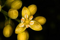 Buccaneer palm (Pseudophoenix sargentii) flower close-up. Hispaniola.