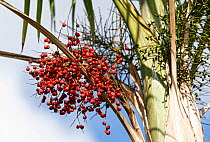 Llume (Gaussia attenuata) palm. Hispaniola.