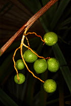 Zombie palm (Zombia antillarum) fruit close-up. Endemic to Hispaniola. Hispaniola.