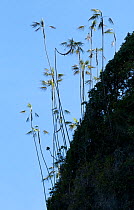 Hispaniola silver thatch palms (Coccothrinax gracilis) growing out of vegetation. Hispaniola.