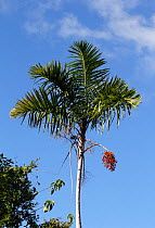 Llume palm (Gaussia attenuata), Hispaniola.