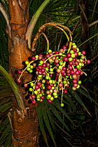 Lesser Antilles silver thatch palm (Coccothrinax barbadensis) fruits, Hispaniola.