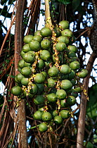 Giant windowpane palm (Reinhardtia paiewonskiana) fruits. Endemic to Dominican Republic, Hispaniola.