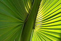 Puerto Rico palmetto (Sabal causarium) leaf. Hispaniola.