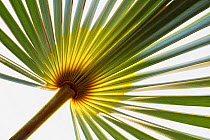 Silver thatch palm (Coccothrinax ekmanii) leaf. Hispaniola.